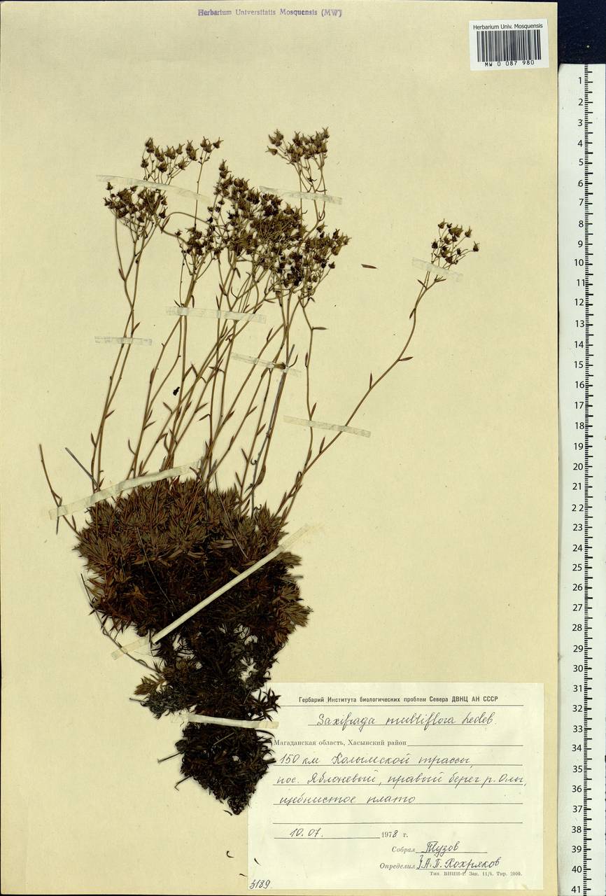 Saxifraga omolojensis A.P. Khokhryakov, Siberia, Chukotka & Kamchatka (S7) (Russia)