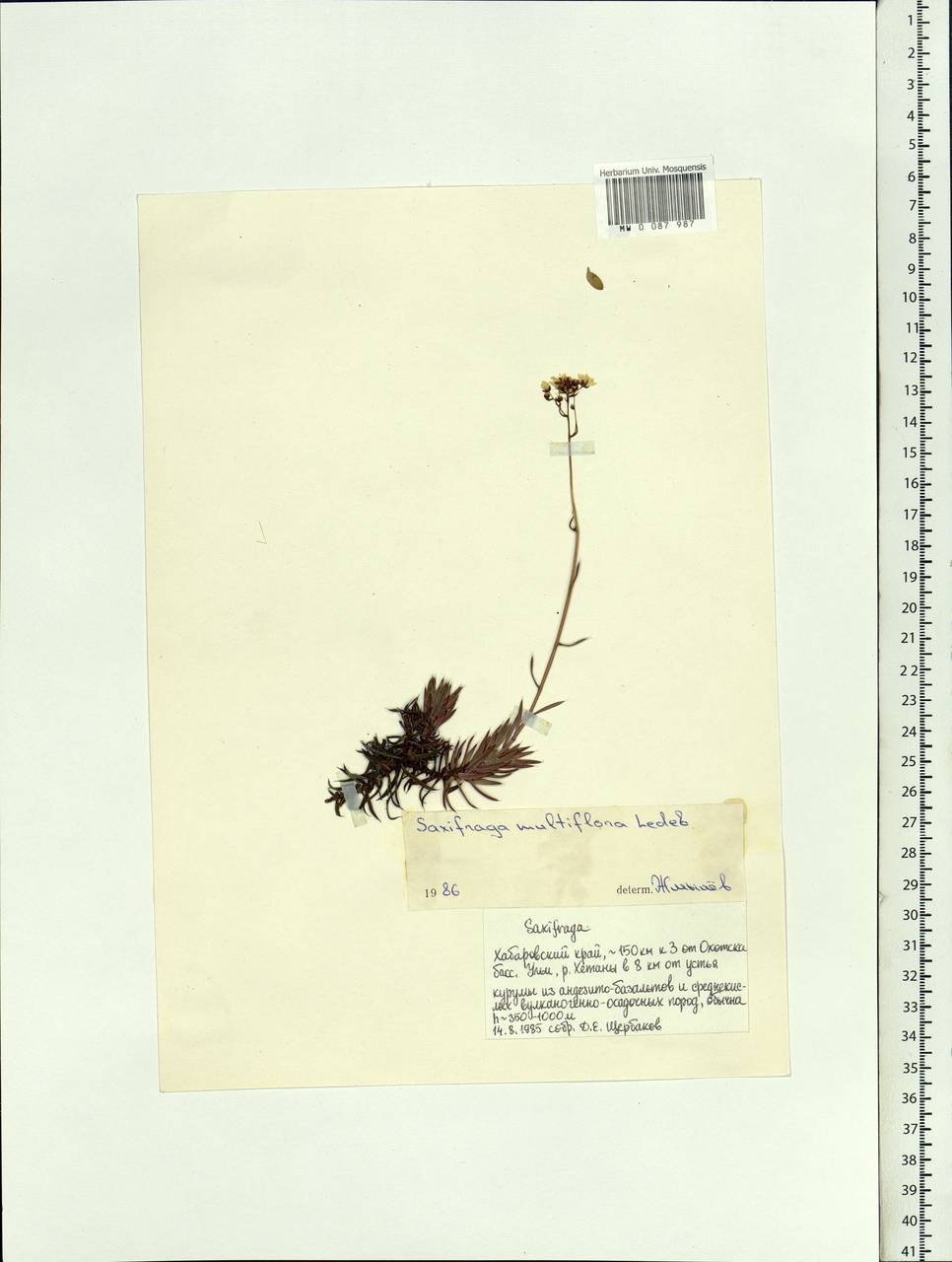 Saxifraga omolojensis A.P. Khokhryakov, Siberia, Russian Far East (S6) (Russia)