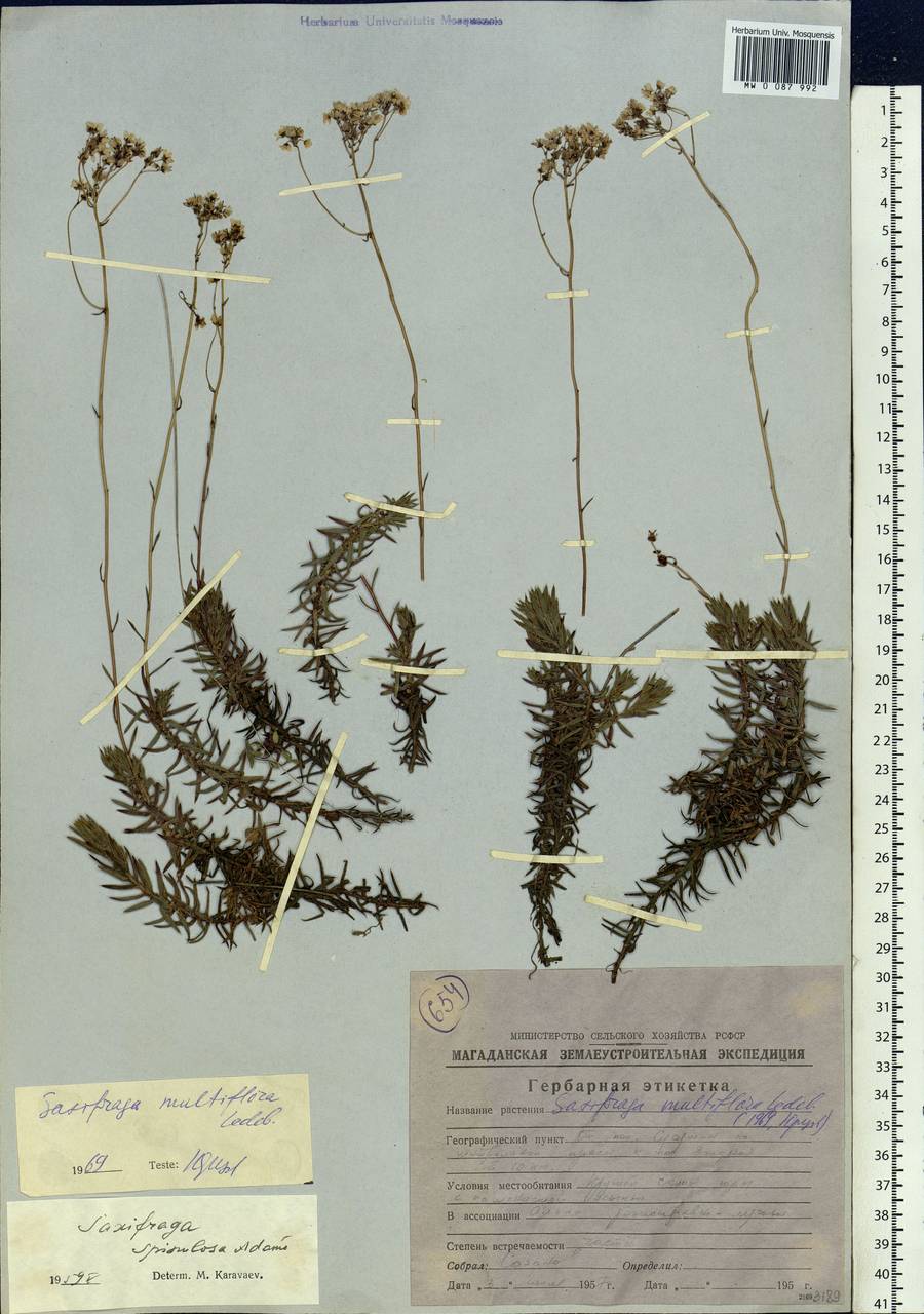 Saxifraga omolojensis A. P. Khokhr., Siberia, Chukotka & Kamchatka (S7) (Russia)