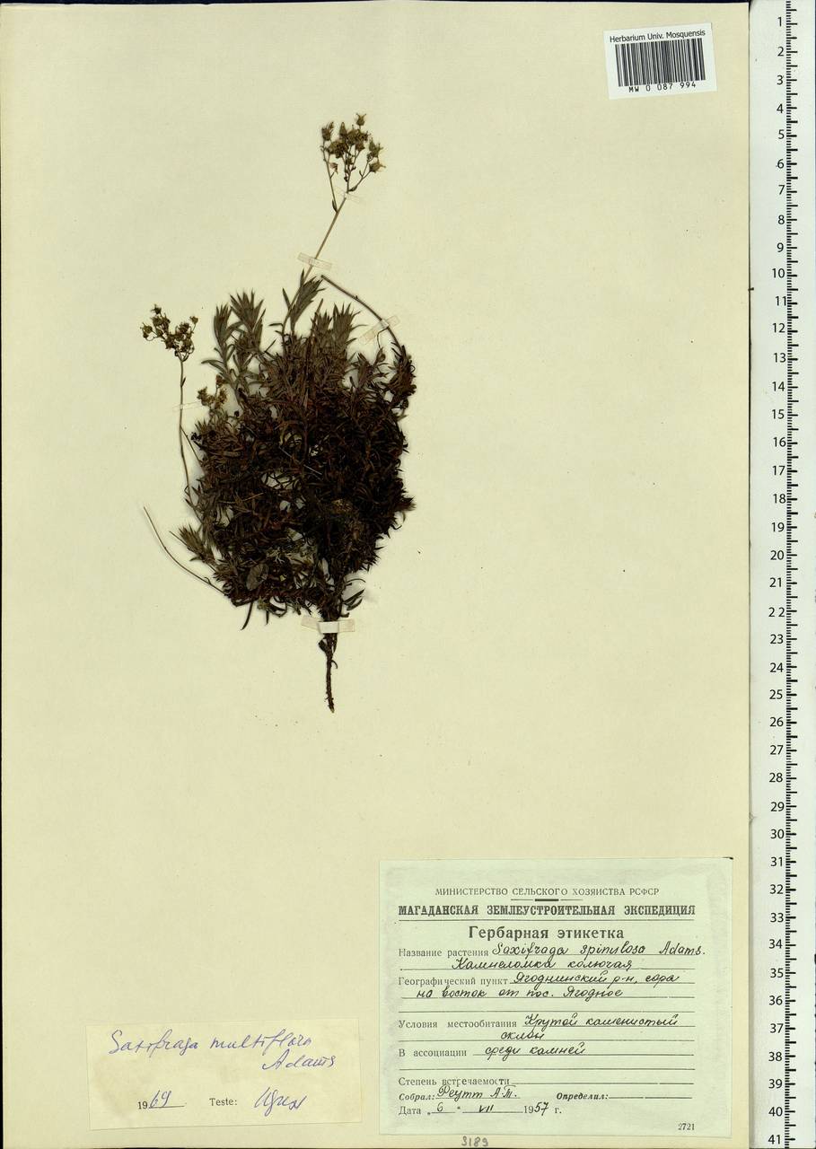 Saxifraga omolojensis A.P. Khokhryakov, Siberia, Chukotka & Kamchatka (S7) (Russia)