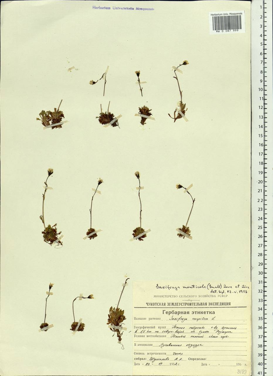 Saxifraga cespitosa, Siberia, Chukotka & Kamchatka (S7) (Russia)