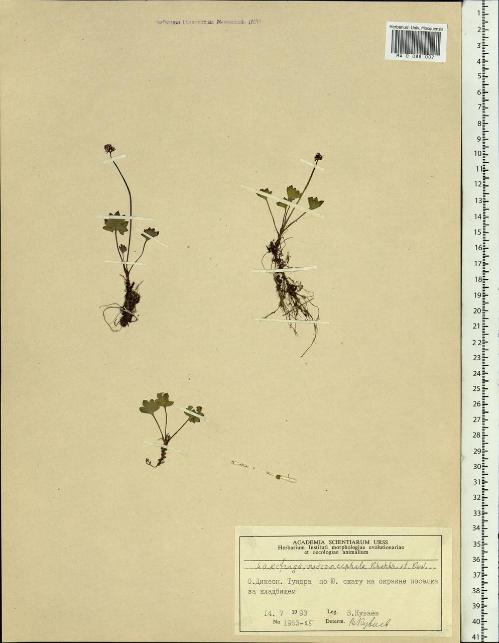 Saxifraga microcephala A.P. Khokhrjakov & V.B. Kuvaev, Siberia, Central Siberia (S3) (Russia)