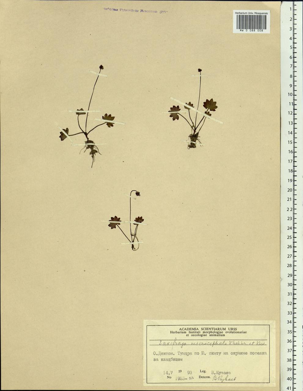 Saxifraga microcephala A.P. Khokhrjakov & V.B. Kuvaev, Siberia, Central Siberia (S3) (Russia)