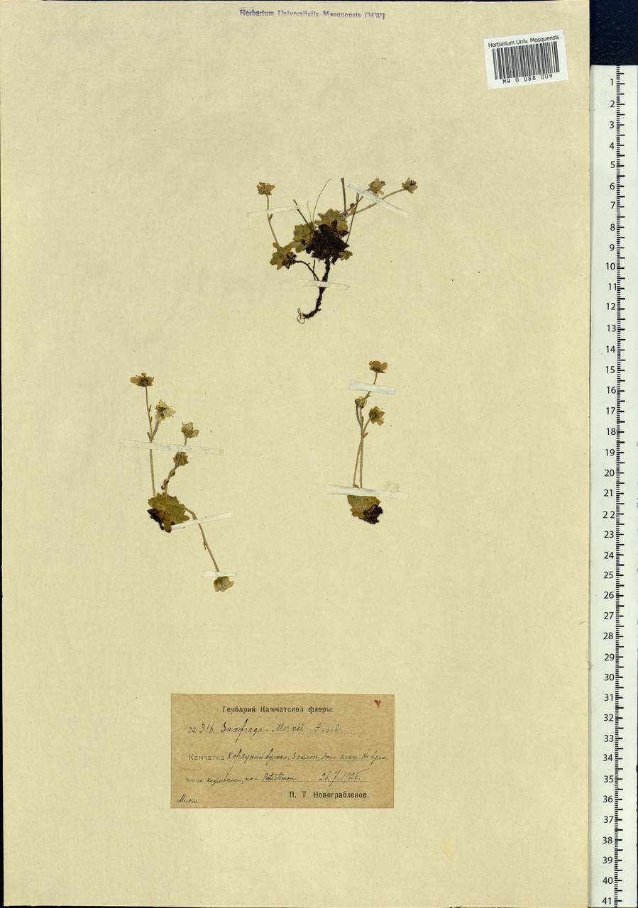 Micranthes merkii subsp. merkii, Siberia, Chukotka & Kamchatka (S7) (Russia)