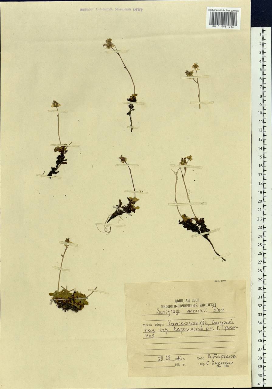 Micranthes merkii subsp. merkii, Siberia, Chukotka & Kamchatka (S7) (Russia)