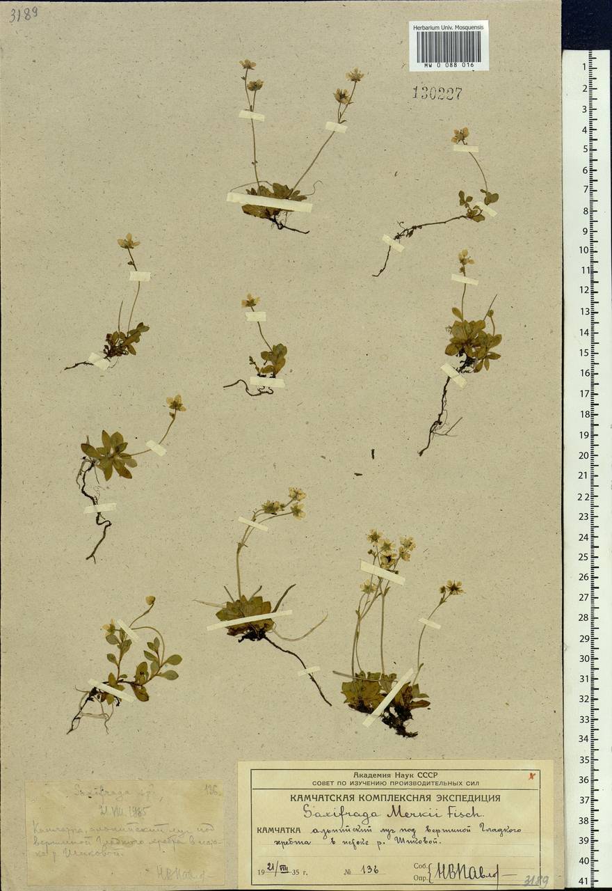 Micranthes merkii subsp. merkii, Siberia, Chukotka & Kamchatka (S7) (Russia)