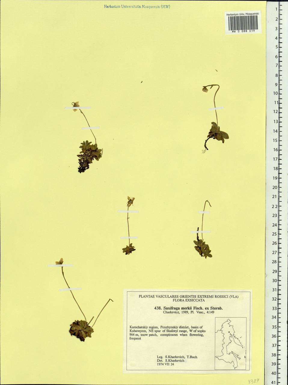 Micranthes merkii subsp. merkii, Siberia, Chukotka & Kamchatka (S7) (Russia)