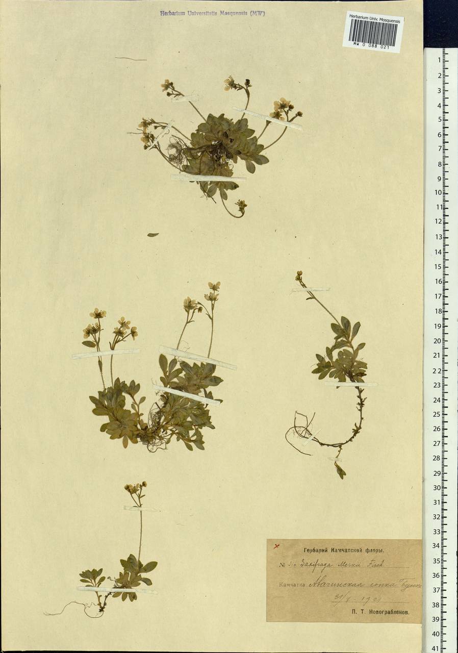 Micranthes merkii subsp. merkii, Siberia, Chukotka & Kamchatka (S7) (Russia)