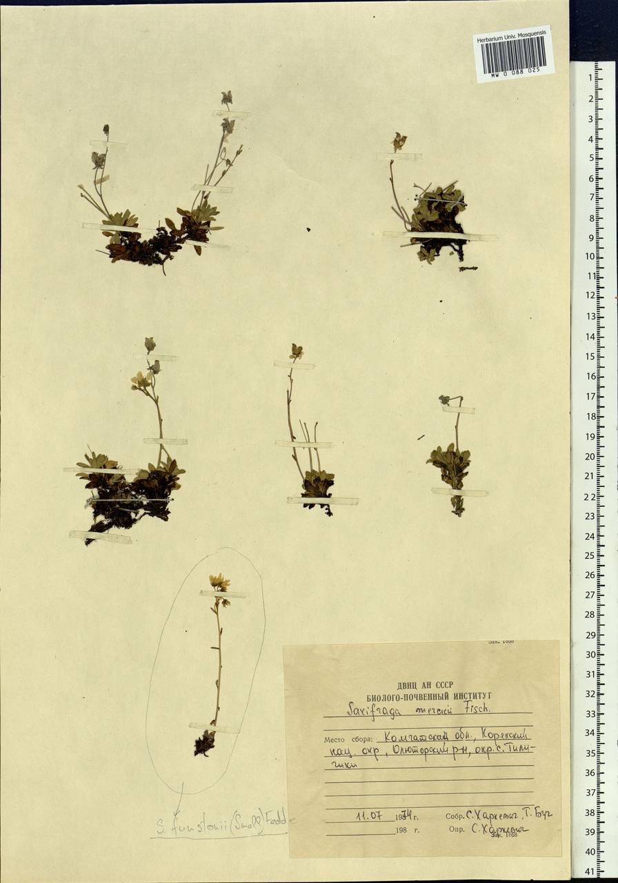 Micranthes merkii subsp. merkii, Siberia, Chukotka & Kamchatka (S7) (Russia)