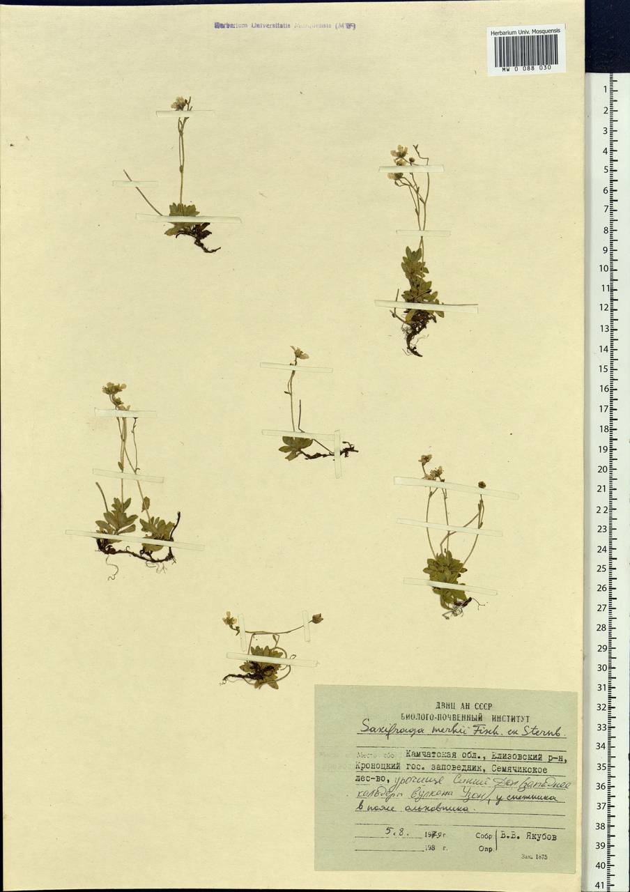 Micranthes merkii subsp. merkii, Siberia, Chukotka & Kamchatka (S7) (Russia)