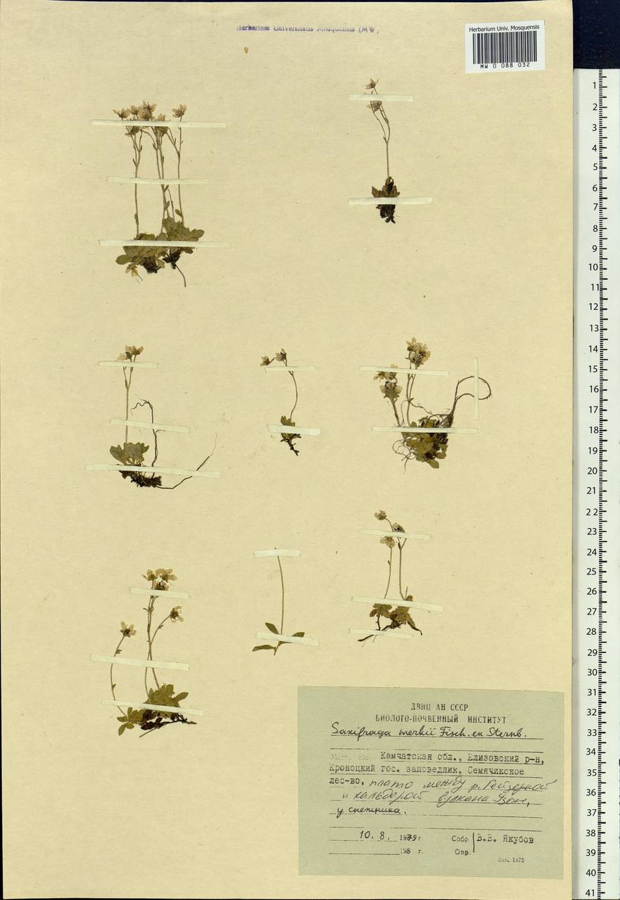 Micranthes merkii subsp. merkii, Siberia, Chukotka & Kamchatka (S7) (Russia)