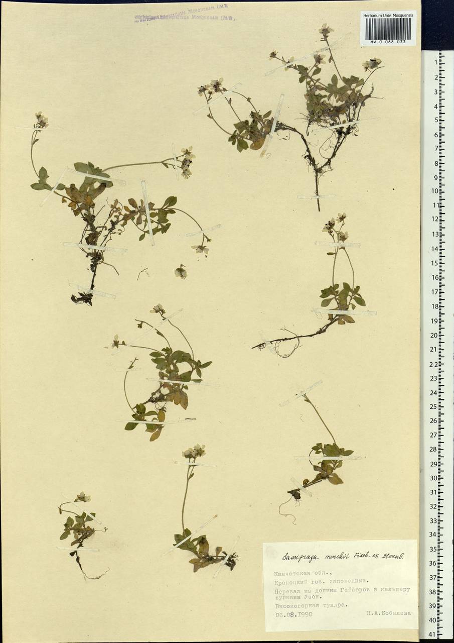 Micranthes merkii subsp. merkii, Siberia, Chukotka & Kamchatka (S7) (Russia)