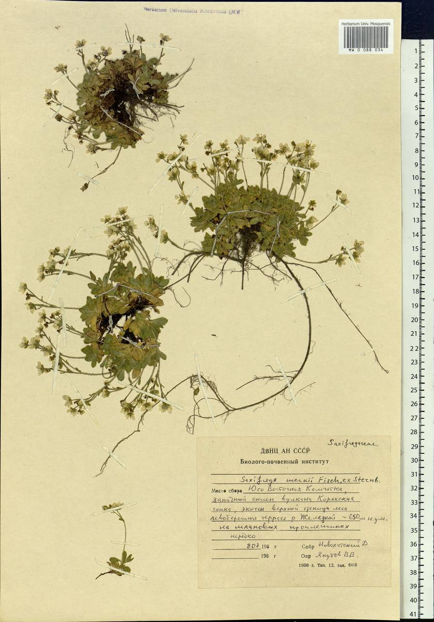 Micranthes merkii subsp. merkii, Siberia, Chukotka & Kamchatka (S7) (Russia)