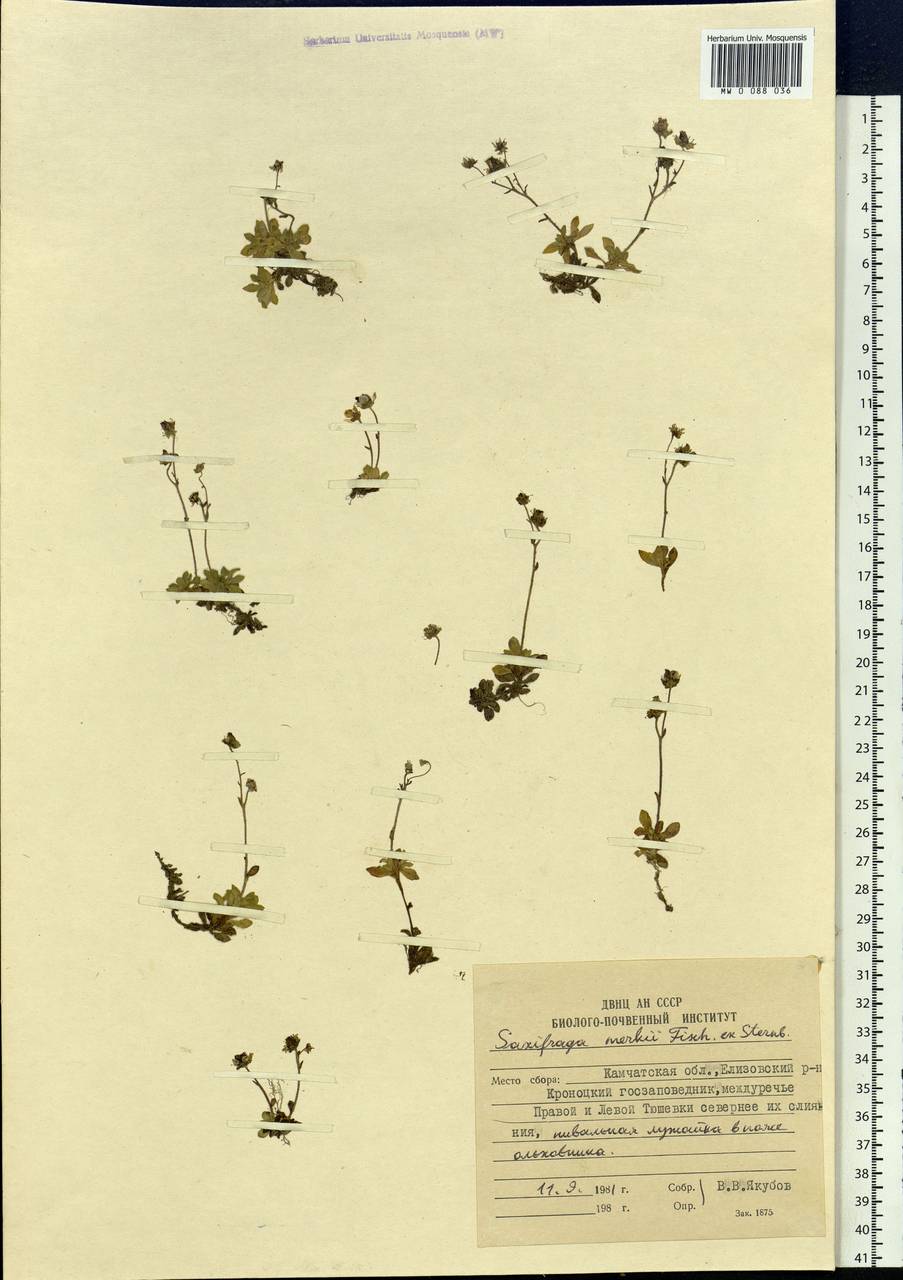 Micranthes merkii subsp. merkii, Siberia, Chukotka & Kamchatka (S7) (Russia)