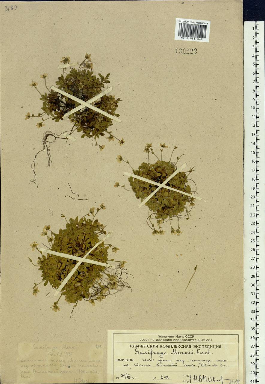 Micranthes merkii subsp. merkii, Siberia, Chukotka & Kamchatka (S7) (Russia)