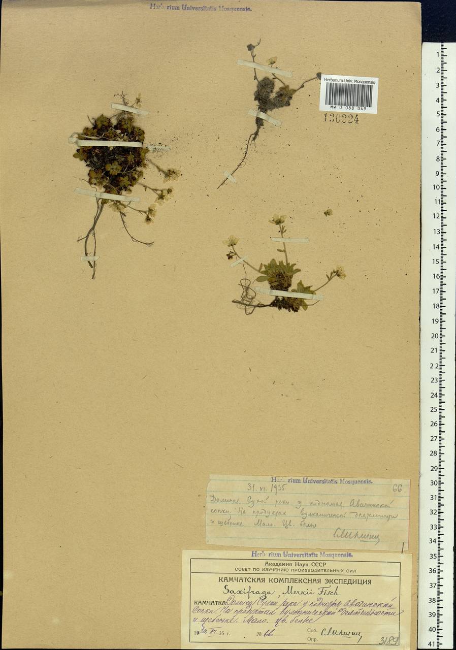 Micranthes merkii subsp. merkii, Siberia, Chukotka & Kamchatka (S7) (Russia)