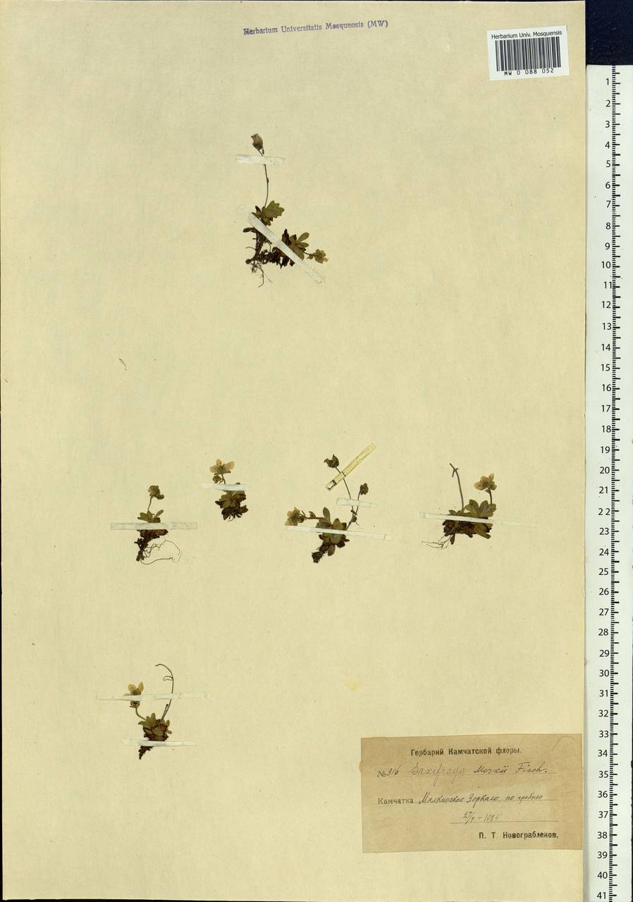 Micranthes merkii subsp. merkii, Siberia, Chukotka & Kamchatka (S7) (Russia)