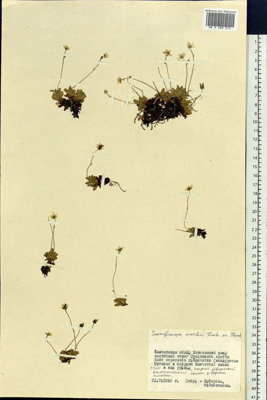 Micranthes merkii subsp. merkii, Siberia, Chukotka & Kamchatka (S7) (Russia)