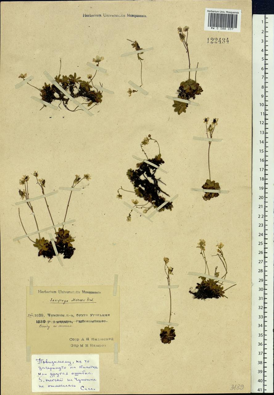 Micranthes merkii subsp. merkii, Siberia, Chukotka & Kamchatka (S7) (Russia)