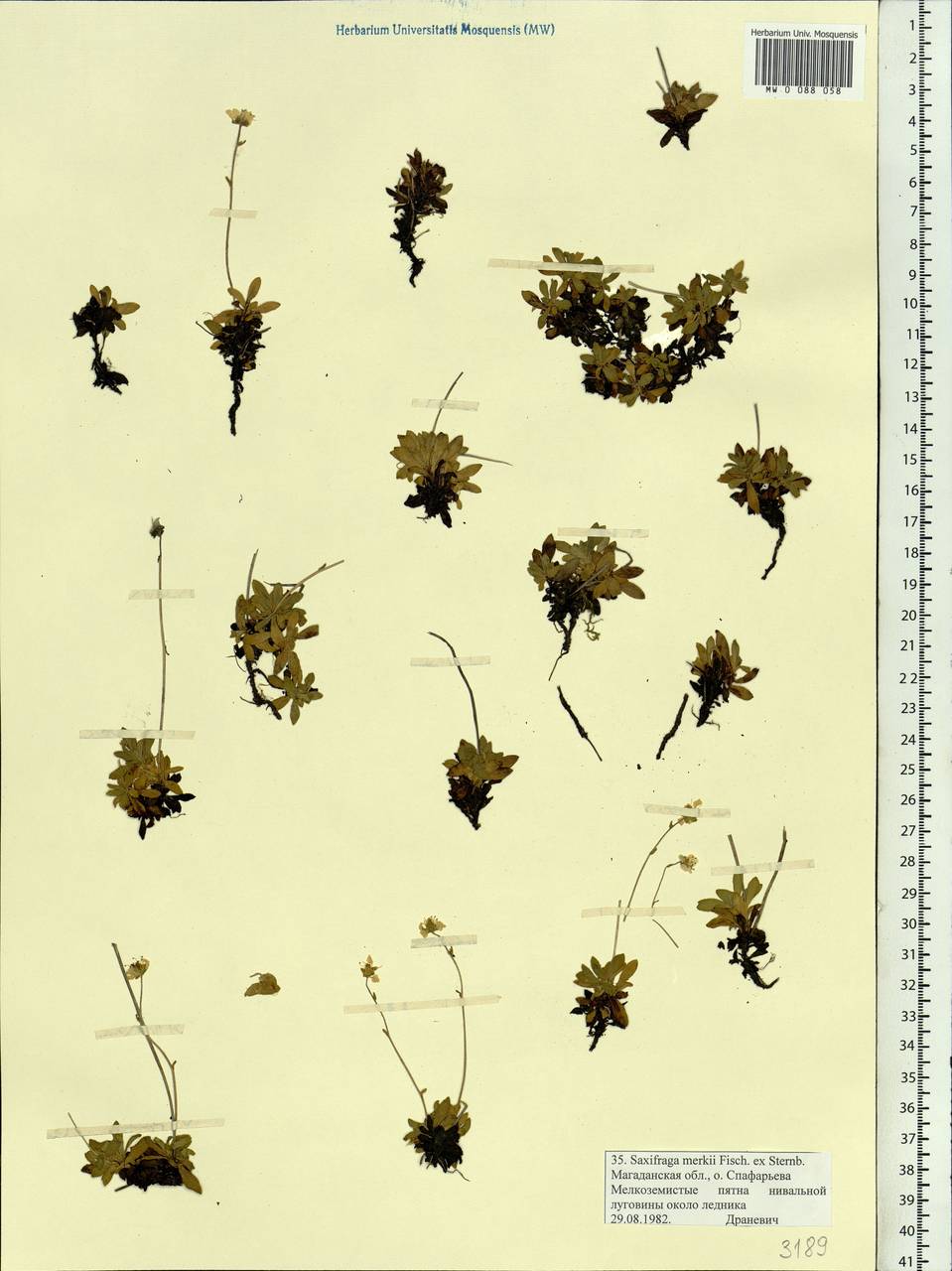 Micranthes merkii subsp. merkii, Siberia, Chukotka & Kamchatka (S7) (Russia)