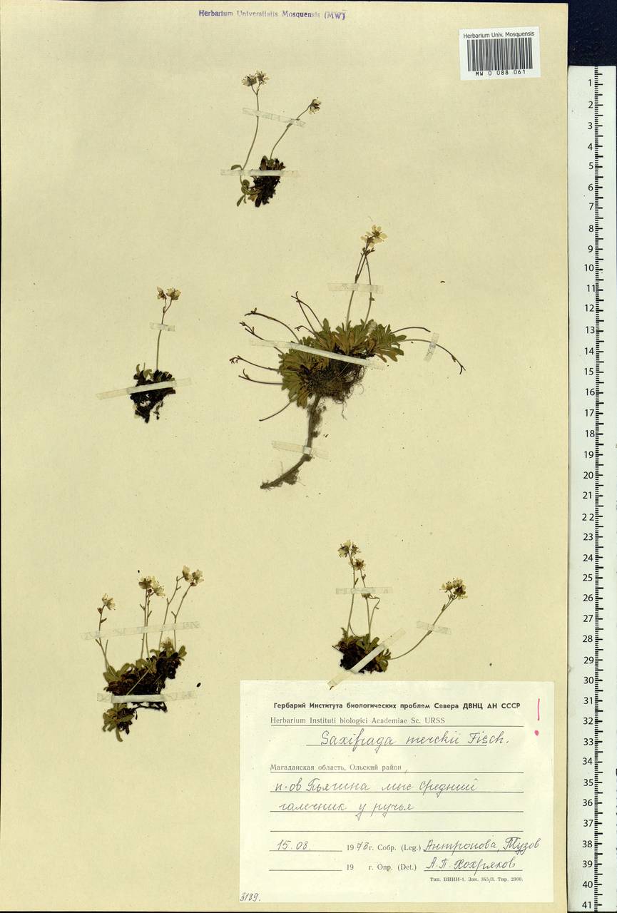 Micranthes merkii subsp. merkii, Siberia, Chukotka & Kamchatka (S7) (Russia)