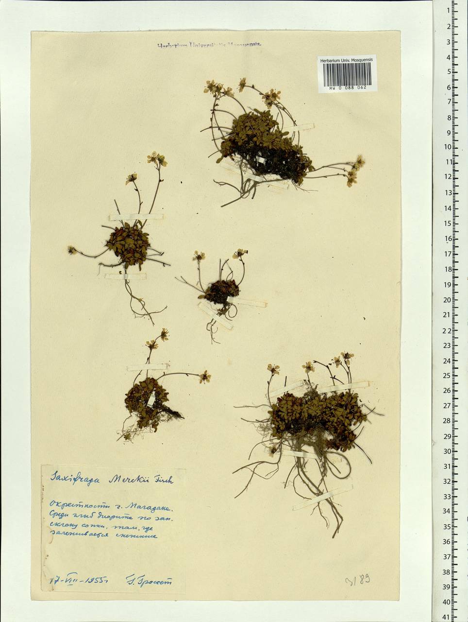 Micranthes merkii subsp. merkii, Siberia, Chukotka & Kamchatka (S7) (Russia)