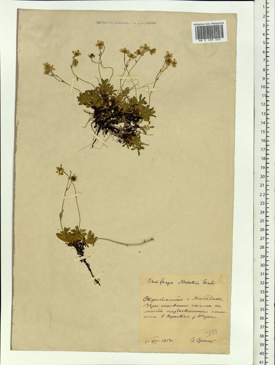 Micranthes merkii subsp. merkii, Siberia, Chukotka & Kamchatka (S7) (Russia)