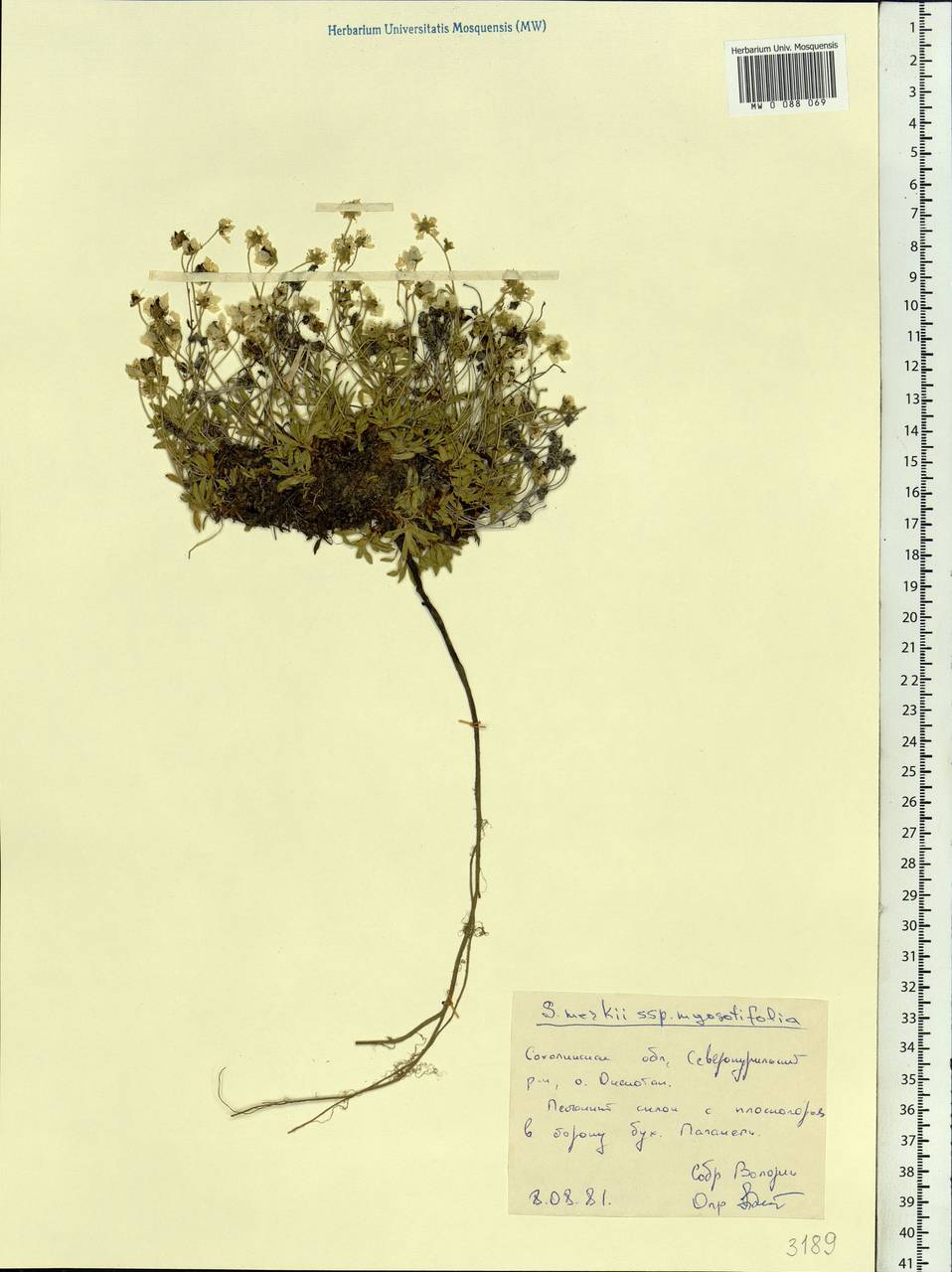 Micranthes merkii subsp. merkii, Siberia, Russian Far East (S6) (Russia)