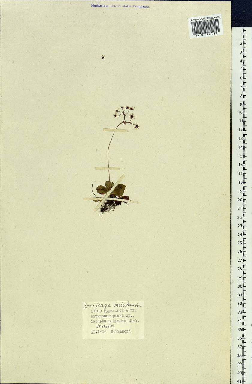 Micranthes melaleuca (Fisch. ex Spreng.) Losinsk., Siberia, Baikal & Transbaikal region (S4) (Russia)