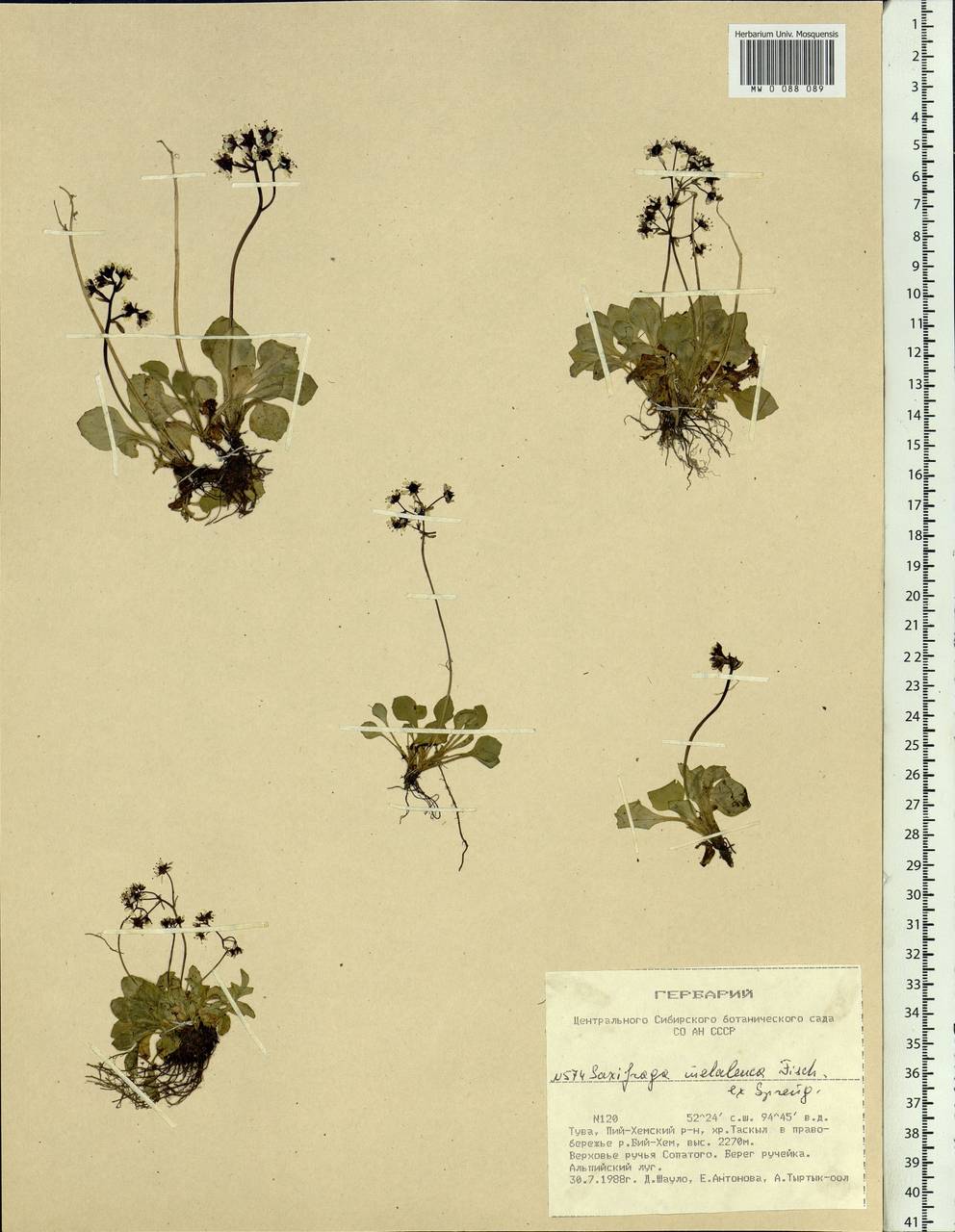 Micranthes melaleuca (Fischer) Losinsk., Siberia, Altai & Sayany Mountains (S2) (Russia)