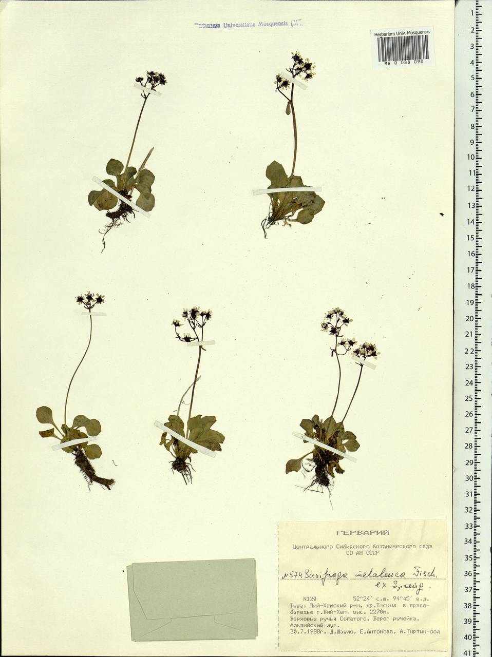 Micranthes melaleuca (Fischer) Losinsk., Siberia, Altai & Sayany Mountains (S2) (Russia)