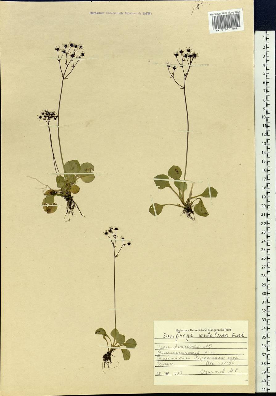 Micranthes melaleuca (Fisch. ex Spreng.) Losinsk., Siberia, Altai & Sayany Mountains (S2) (Russia)