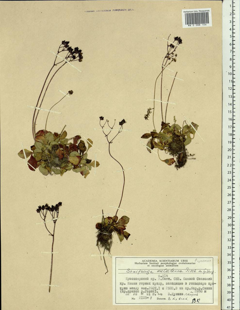 Micranthes melaleuca (Fischer) Losinsk., Siberia, Altai & Sayany Mountains (S2) (Russia)