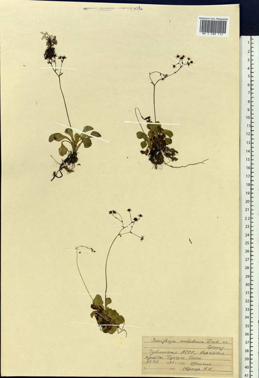 Micranthes melaleuca (Fisch. ex Spreng.) Losinsk., Siberia, Altai & Sayany Mountains (S2) (Russia)