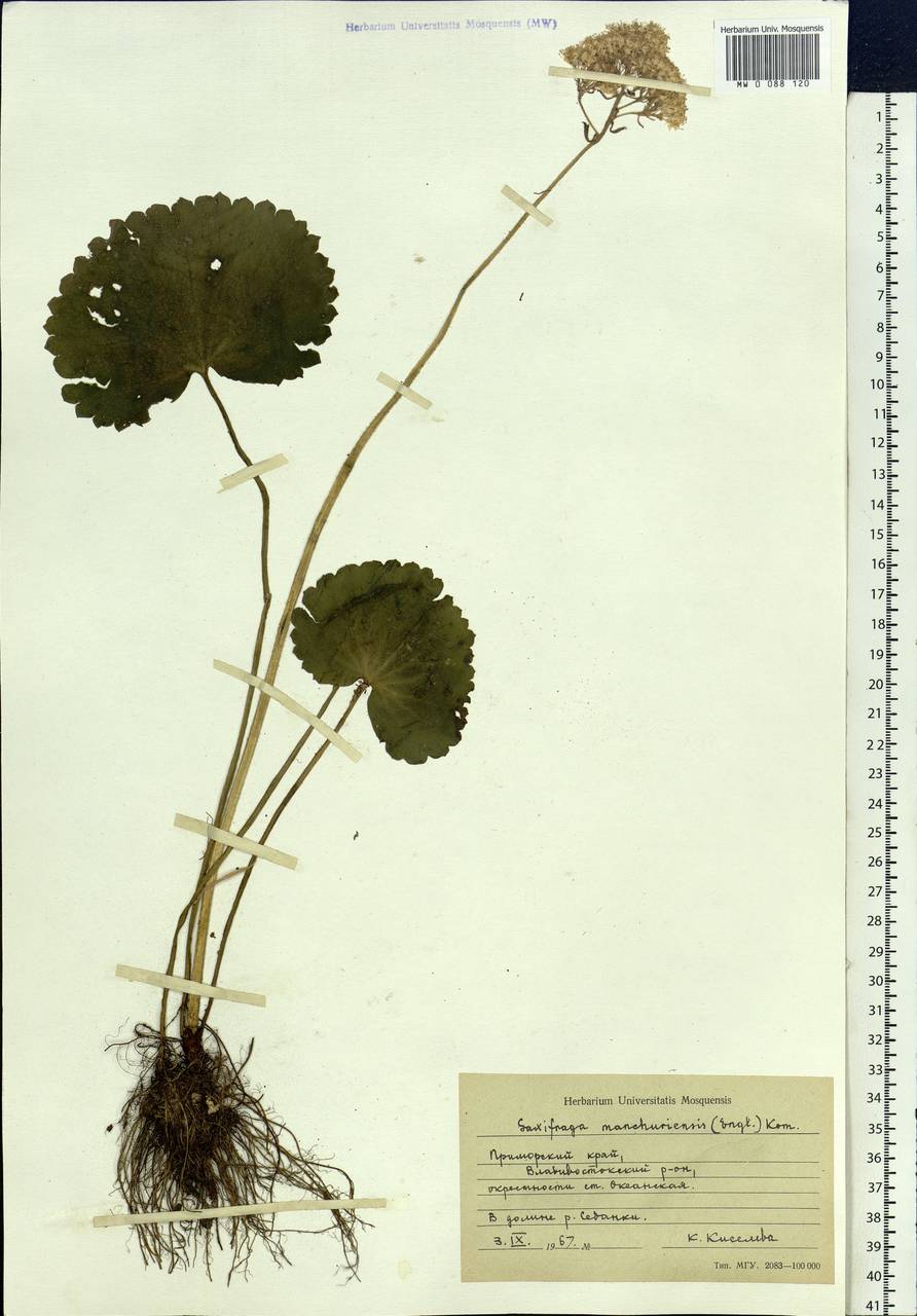 Micranthes manchuriensis (Engl.) Gornall & H. Ohba, Siberia, Russian Far East (S6) (Russia)