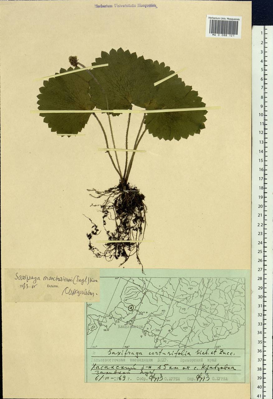 Micranthes manchuriensis (Engl.) Gornall & H. Ohba, Siberia, Russian Far East (S6) (Russia)