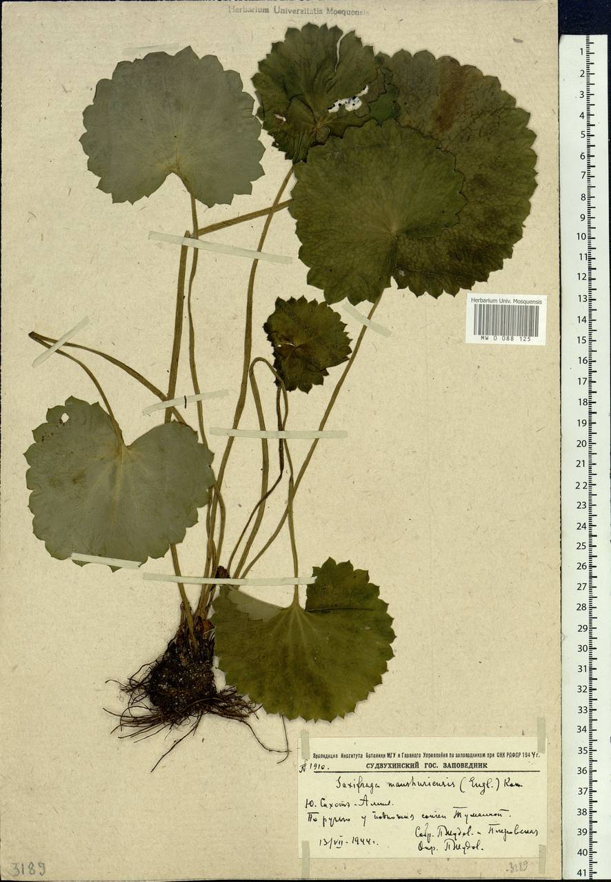 Micranthes manchuriensis (Engl.) Gornall & H.Ohba, Siberia, Russian Far East (S6) (Russia)