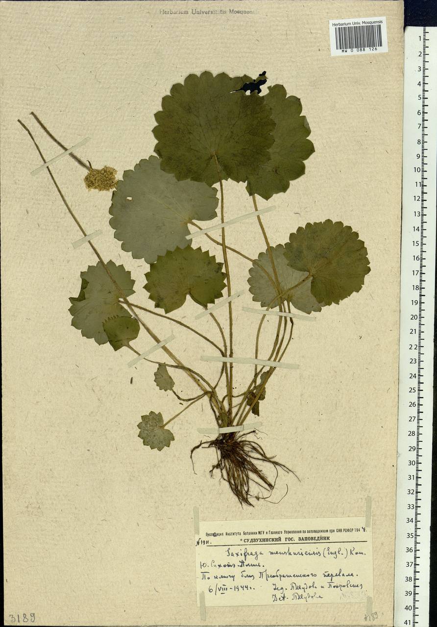 Micranthes manchuriensis (Engl.) Gornall & H.Ohba, Siberia, Russian Far East (S6) (Russia)