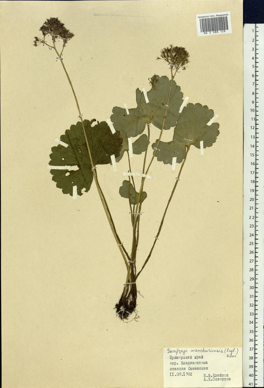 Micranthes manchuriensis (Engl.) Gornall & H. Ohba, Siberia, Russian Far East (S6) (Russia)