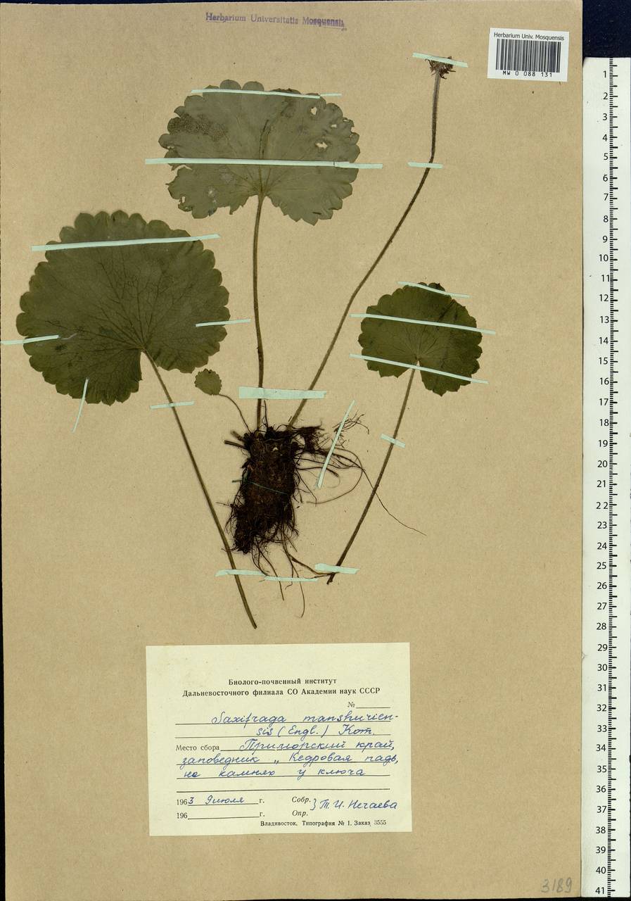 Micranthes manchuriensis (Engl.) Gornall & H. Ohba, Siberia, Russian Far East (S6) (Russia)