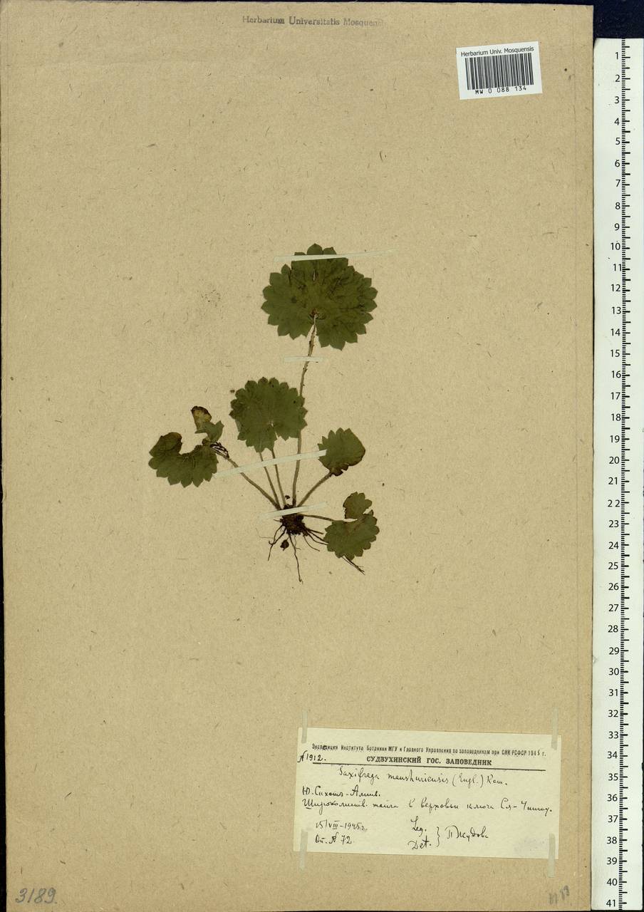 Micranthes manchuriensis (Engl.) Gornall & H.Ohba, Siberia, Russian Far East (S6) (Russia)