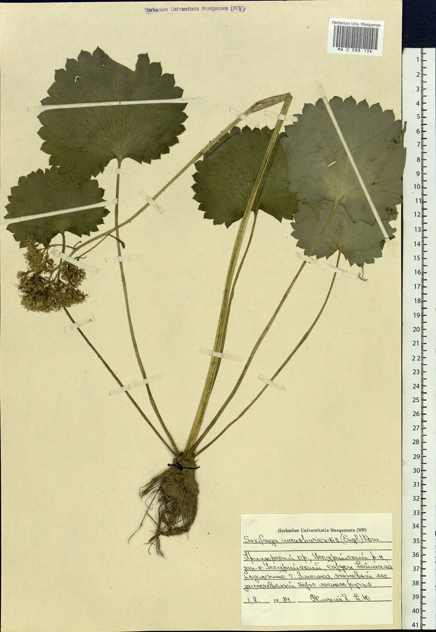 Micranthes manchuriensis (Engl.) Gornall & H. Ohba, Siberia, Russian Far East (S6) (Russia)