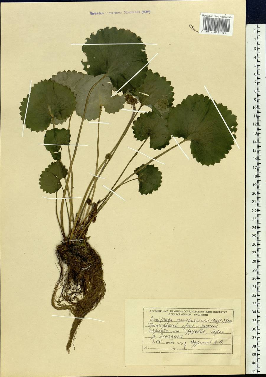 Micranthes manchuriensis (Engl.) Gornall & H. Ohba, Siberia, Russian Far East (S6) (Russia)