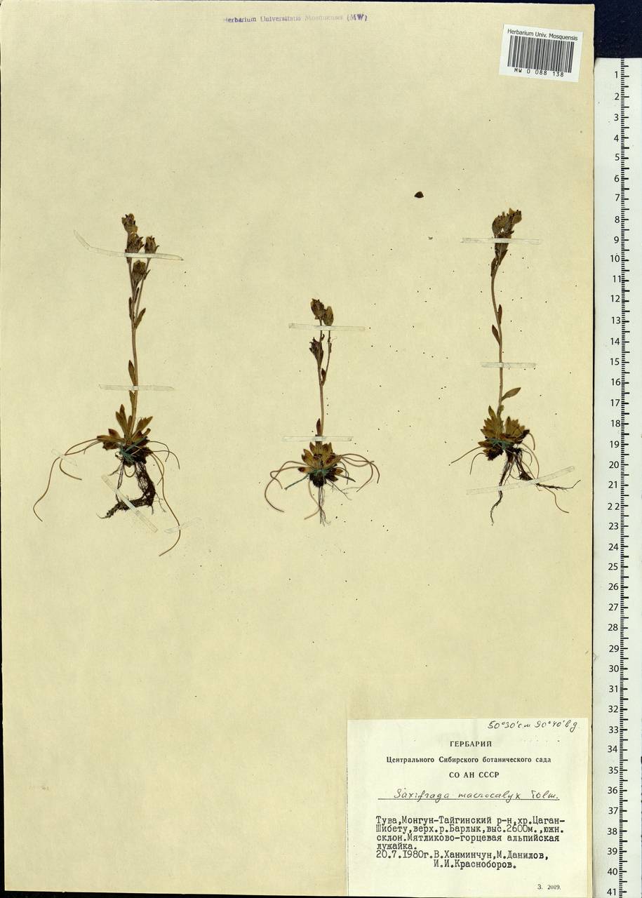 Saxifraga flagellaris subsp. flagellaris, Siberia, Altai & Sayany Mountains (S2) (Russia)