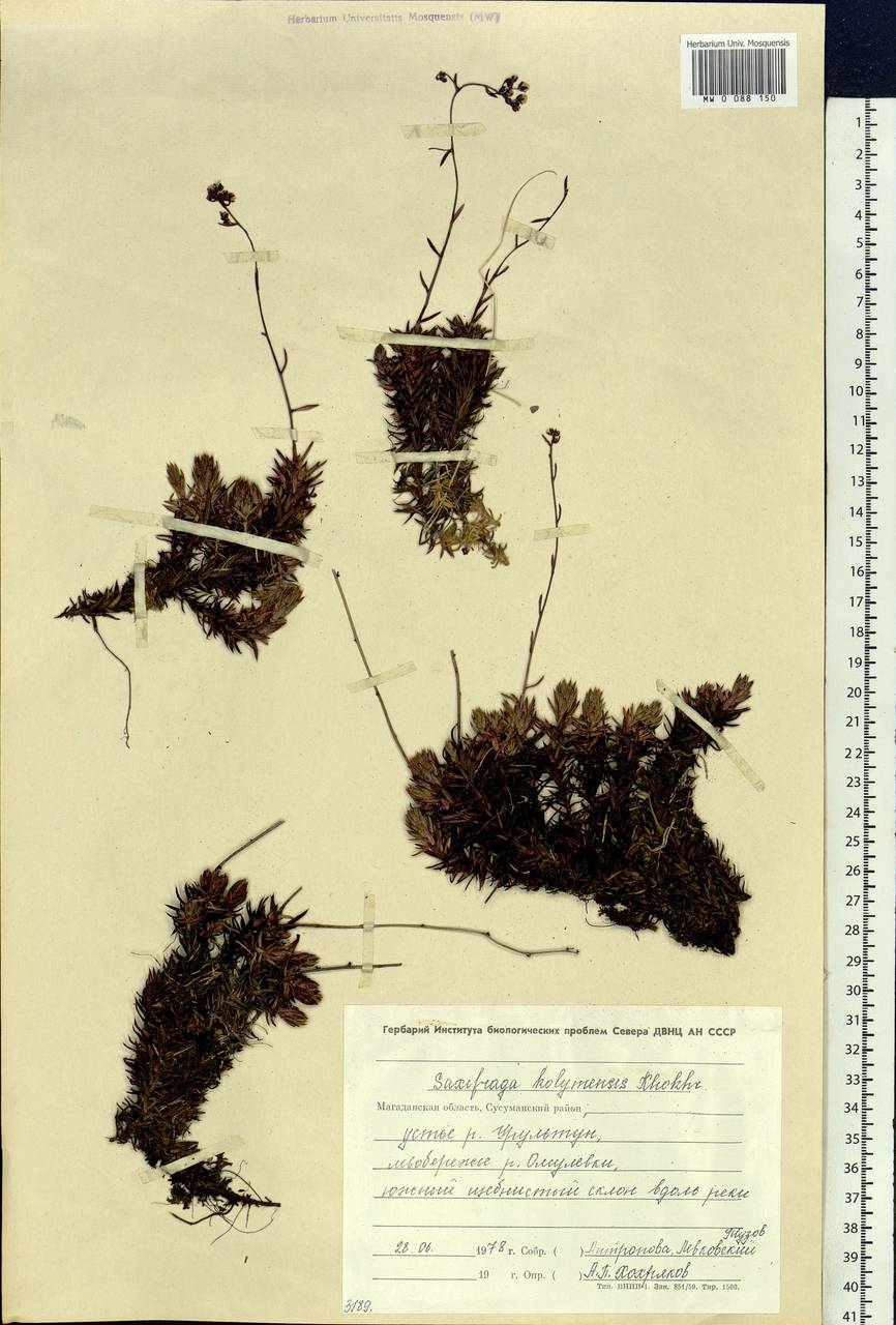 Saxifraga bronchialis subsp. stelleriana (Merk ex Ser.) Malysch., Siberia, Chukotka & Kamchatka (S7) (Russia)