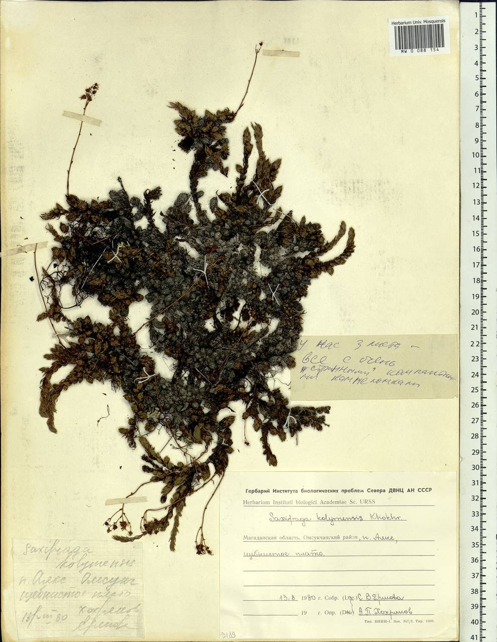 Saxifraga bronchialis subsp. stelleriana (Merk ex Ser.) Malysch., Siberia, Chukotka & Kamchatka (S7) (Russia)