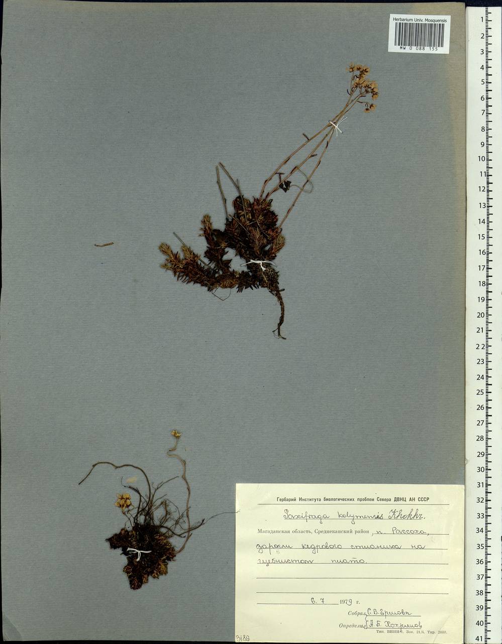 Saxifraga bronchialis subsp. stelleriana (Merk ex Ser.) Malysch., Siberia, Chukotka & Kamchatka (S7) (Russia)