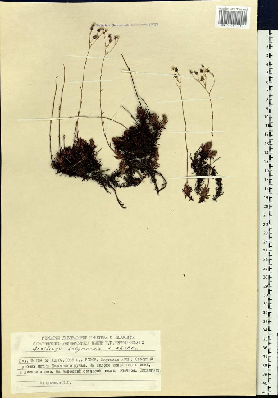 Saxifraga bronchialis subsp. stelleriana (Merk ex Ser.) Malysch., Siberia, Yakutia (S5) (Russia)