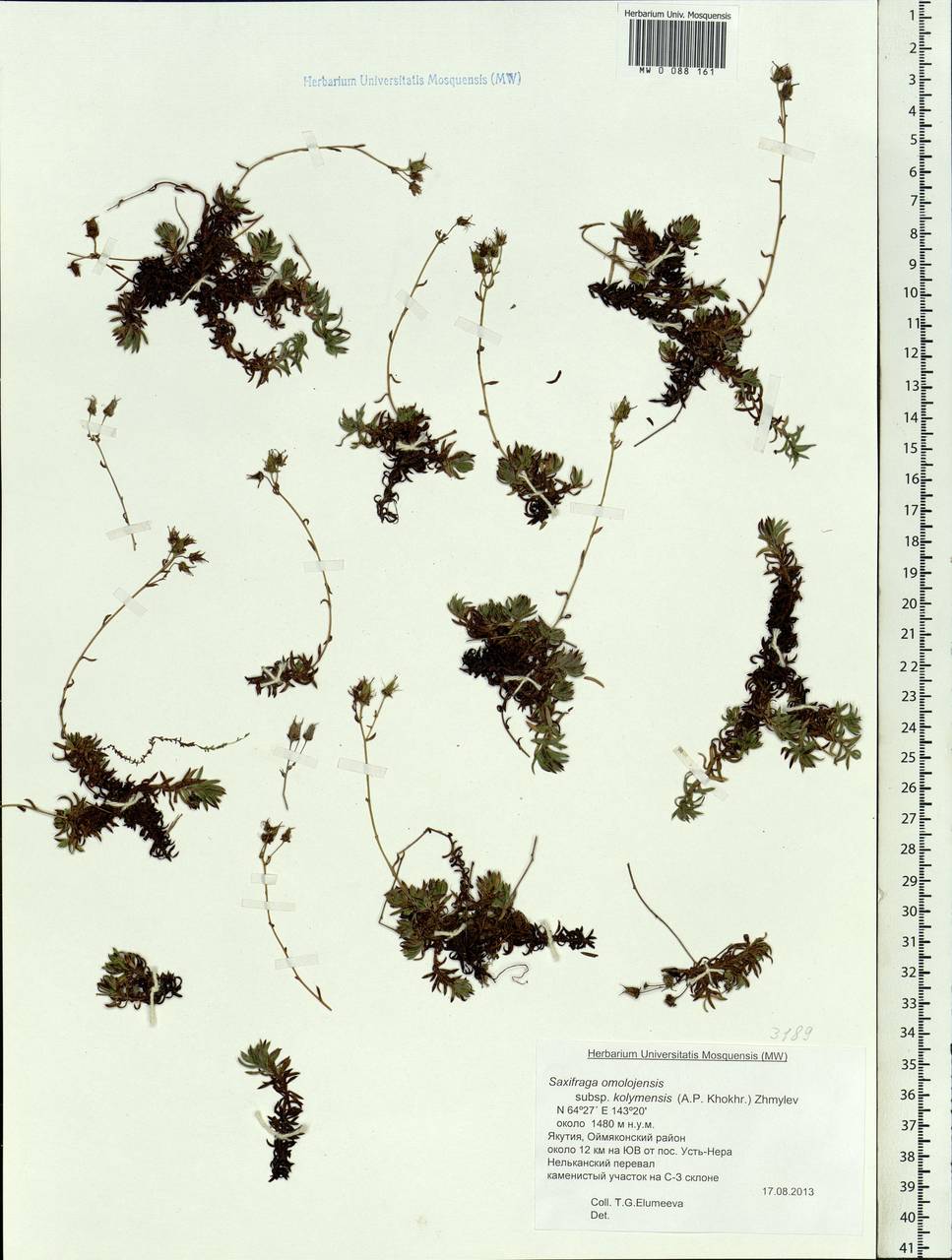 Saxifraga bronchialis subsp. stelleriana (Merk ex Ser.) Malysch., Siberia, Yakutia (S5) (Russia)