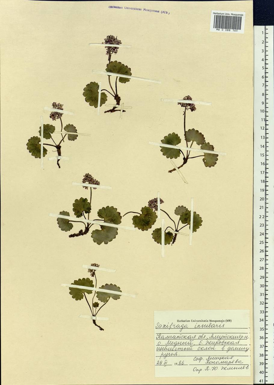 Micranthes nelsoniana var. insularis (Hultén) Gornall & H.Ohba, Siberia, Chukotka & Kamchatka (S7) (Russia)